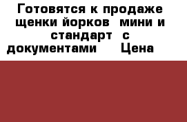 Готовятся к продаже щенки йорков (мини и стандарт) с документами.  › Цена ­ 11000-16000 - Новгородская обл., Валдайский р-н, Валдай г. Животные и растения » Собаки   . Новгородская обл.